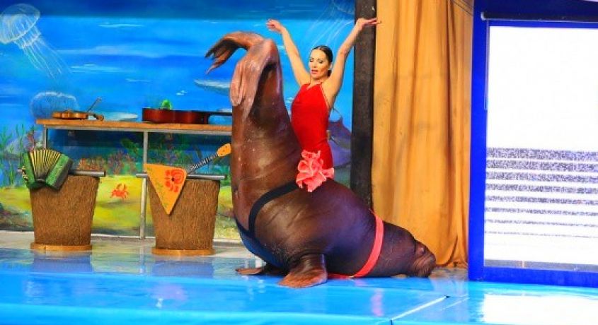 Незабываемое зрелище! Билет на шоу-программу с дельфинами «Музыка моря» со скидкой 55% от Ярославского дельфинария.